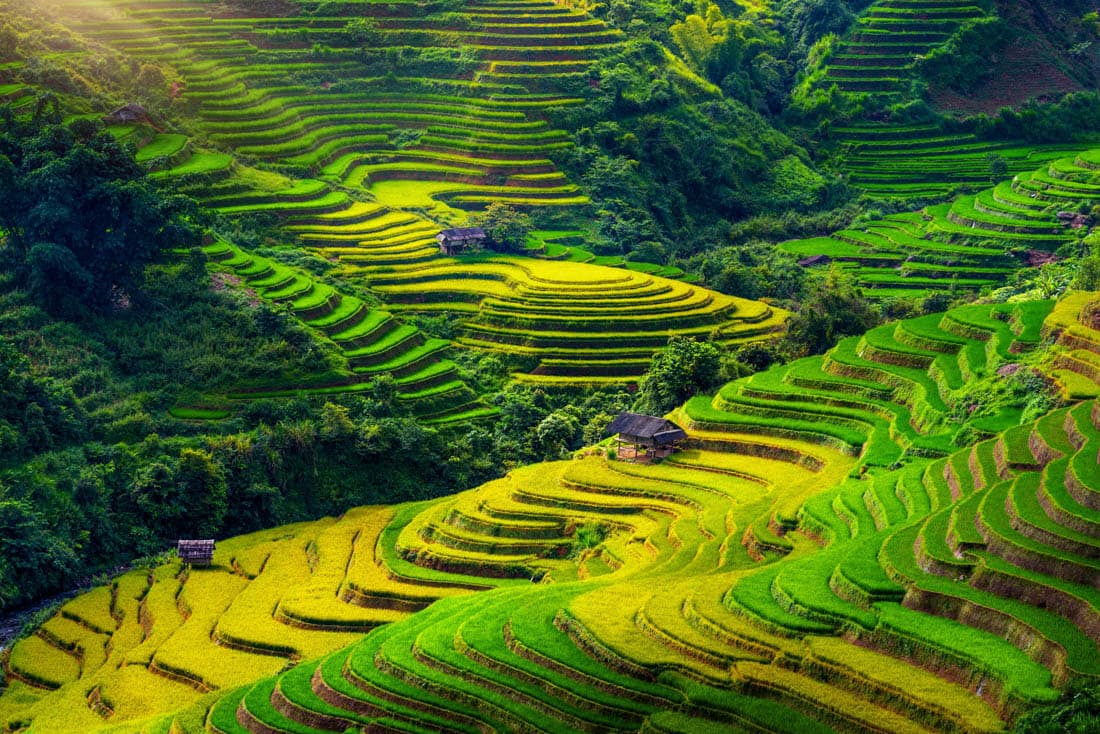 Rizières en terrasses de la vallée de Muong Hoa à Sapa, Vietnam